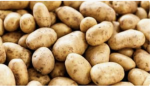 POTATOES ARE YUMMY!