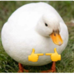 -Duck Cooperation-
