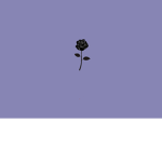 Roses HomeStore