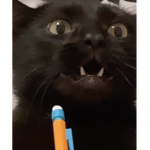 Jojo the cat