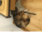 Catdogcatdog money