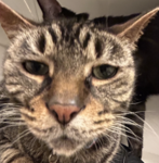 jennydev