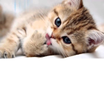 TEAM DES POP CATS