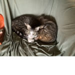 ・Cats that like art・
