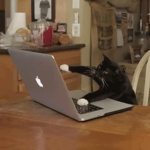 The official cat group…