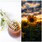 (Honey sunflower squad )