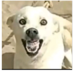 NOTREALNOOB