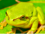 We’re anime frogs :)