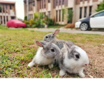 The rabbit Group.