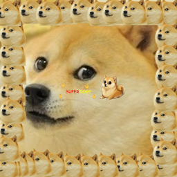 Doge war