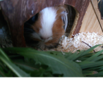 Pet Fan Group