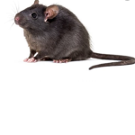 Ratvillage