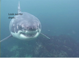 Look out for shark! [New update]