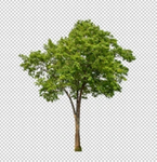 Alpha Trees Studio