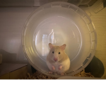 フレンドだけです