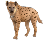 HYENA RATS!!!