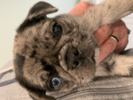 Pugs rule you drool