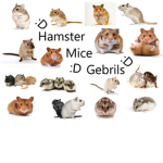 Hamster,Mice & Gerbil Fans :D!!!