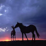 Horse yeah