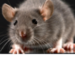 Rations
