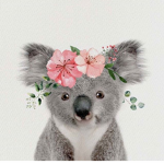 Koala squadddd