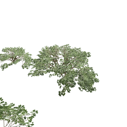 Jungle Dwarf Umbrella Tree/bush collection