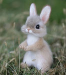 les. Bunny