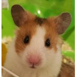 Animals are our friends!