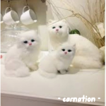 - carnation-