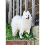 Forrest the floof
