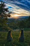you like cats? >:)