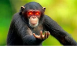 Funny Monke Agency