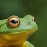 Frogga Studios