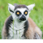 lemur time!!!