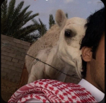عائله بو سعود