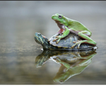 Turtle Frog Fan Group