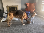 The dog group:)!
