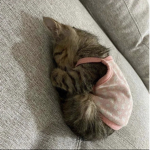 jeskittens