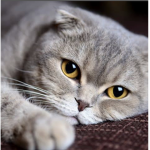 Cats are awesome and chill