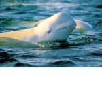 Beluga Brigade