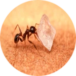 Ant 6