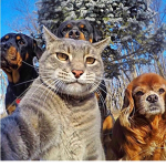 Gatitos nya uwu