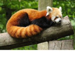 Panda hangout