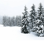Winter Wonderland