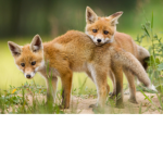 Fox girls!