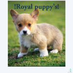 !The Royal puppy’s!