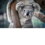 Koala Paradise....
