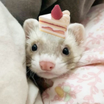 cutiiee's group