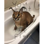 Soggy Waffle Productions