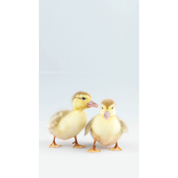 I love ducks lol's Place Number: 0